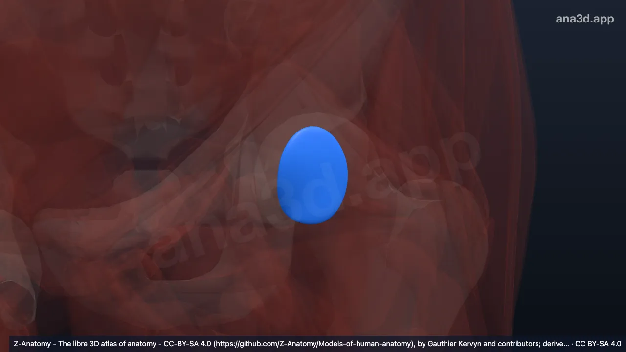 Model 3D: Bursa iliopektinea kiri