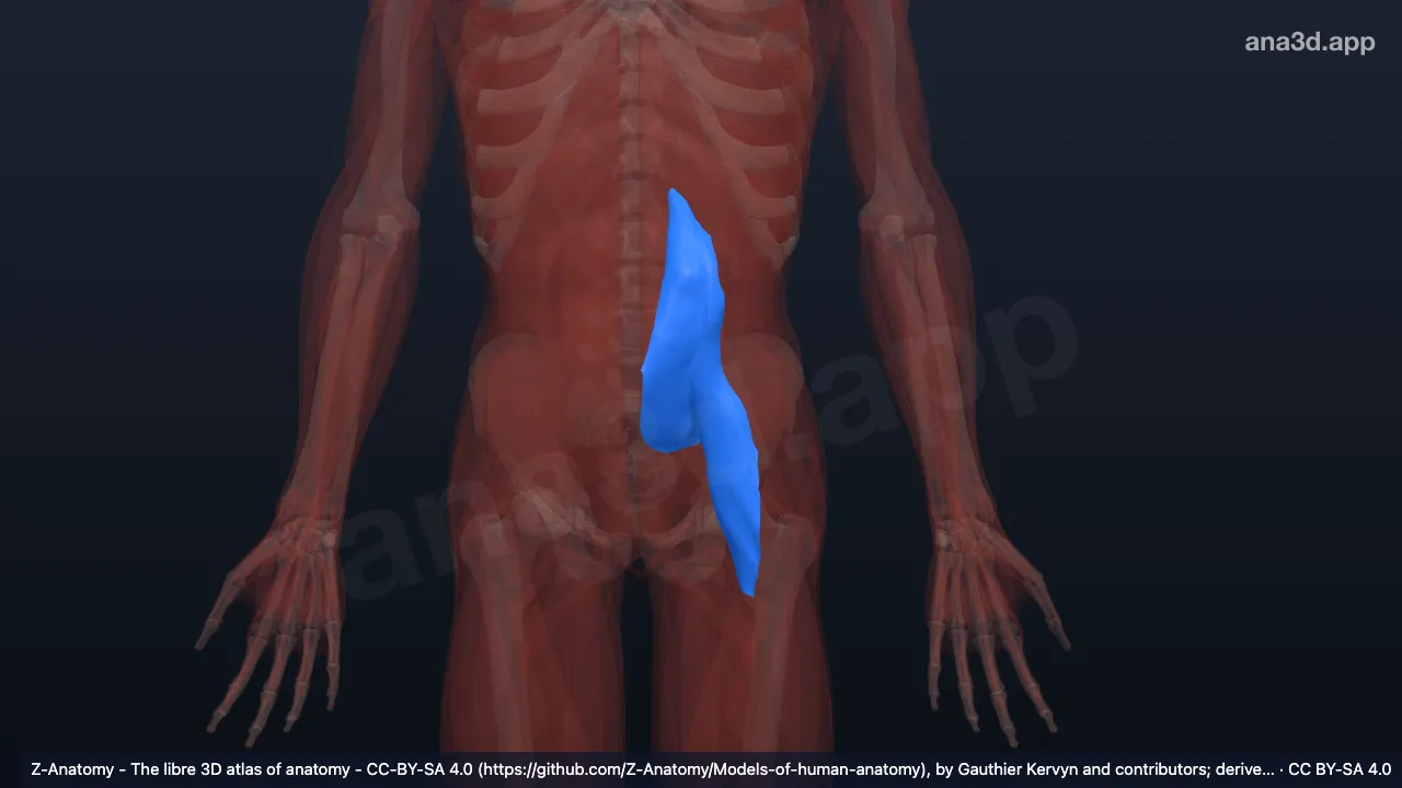 Modèle 3D : Fascia iliopsoas gauche
