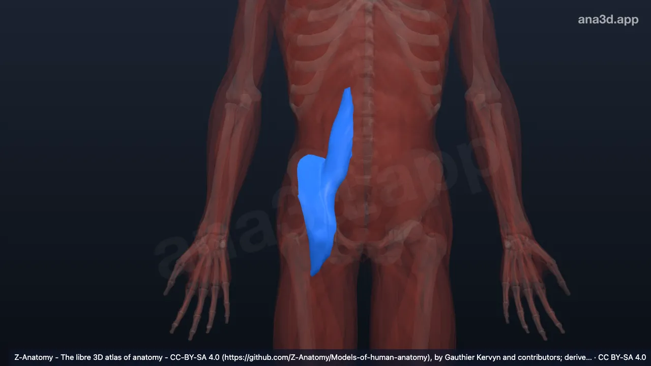 3D model: right iliopsoas fascia