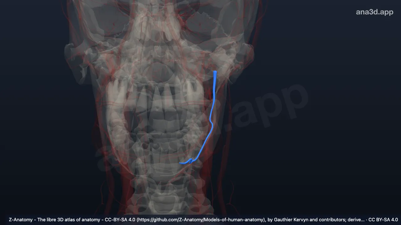Modèle 3D : Artère alvéolaire inférieure gauche