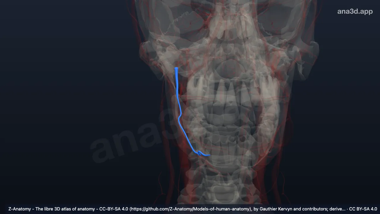 Modelo 3D: Arteria alveolar inferior derecha