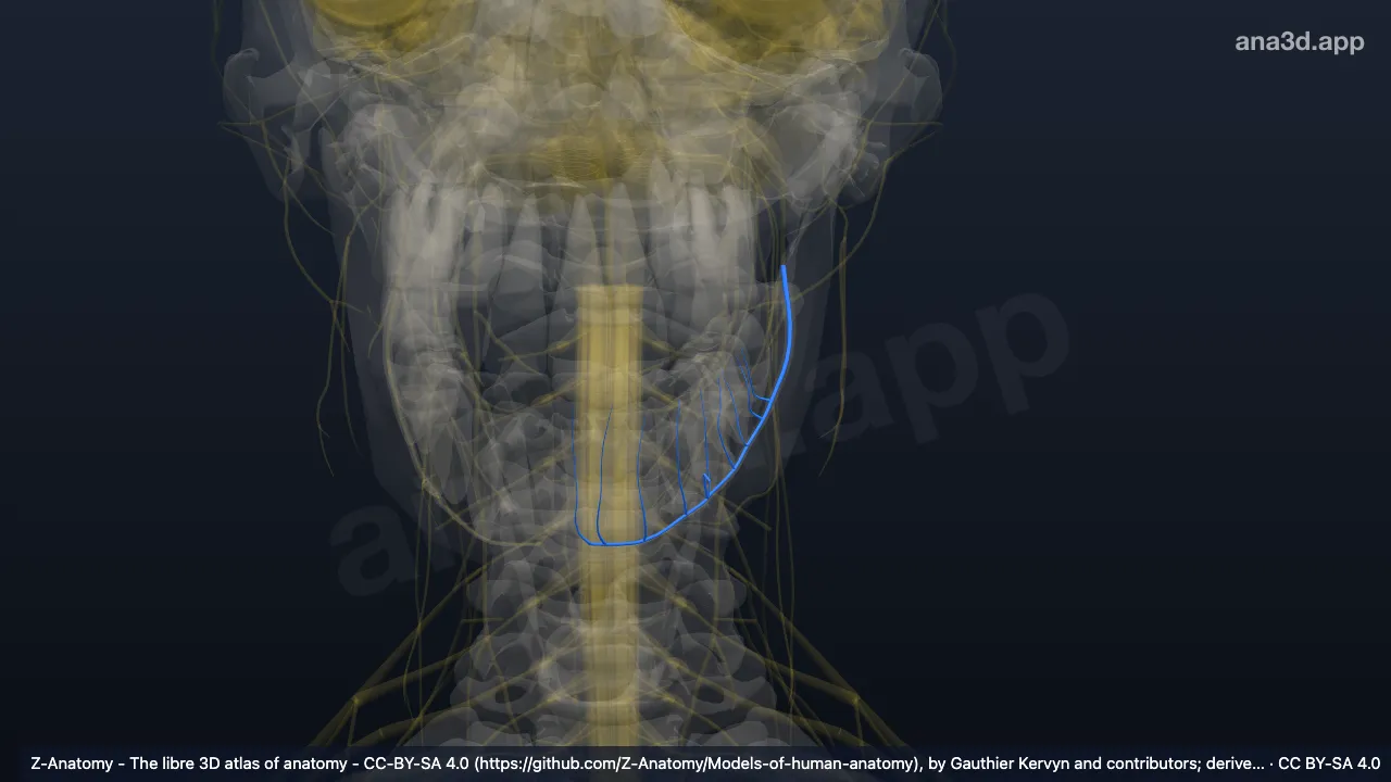 Model 3D: Saraf alveolaris inferior kiri