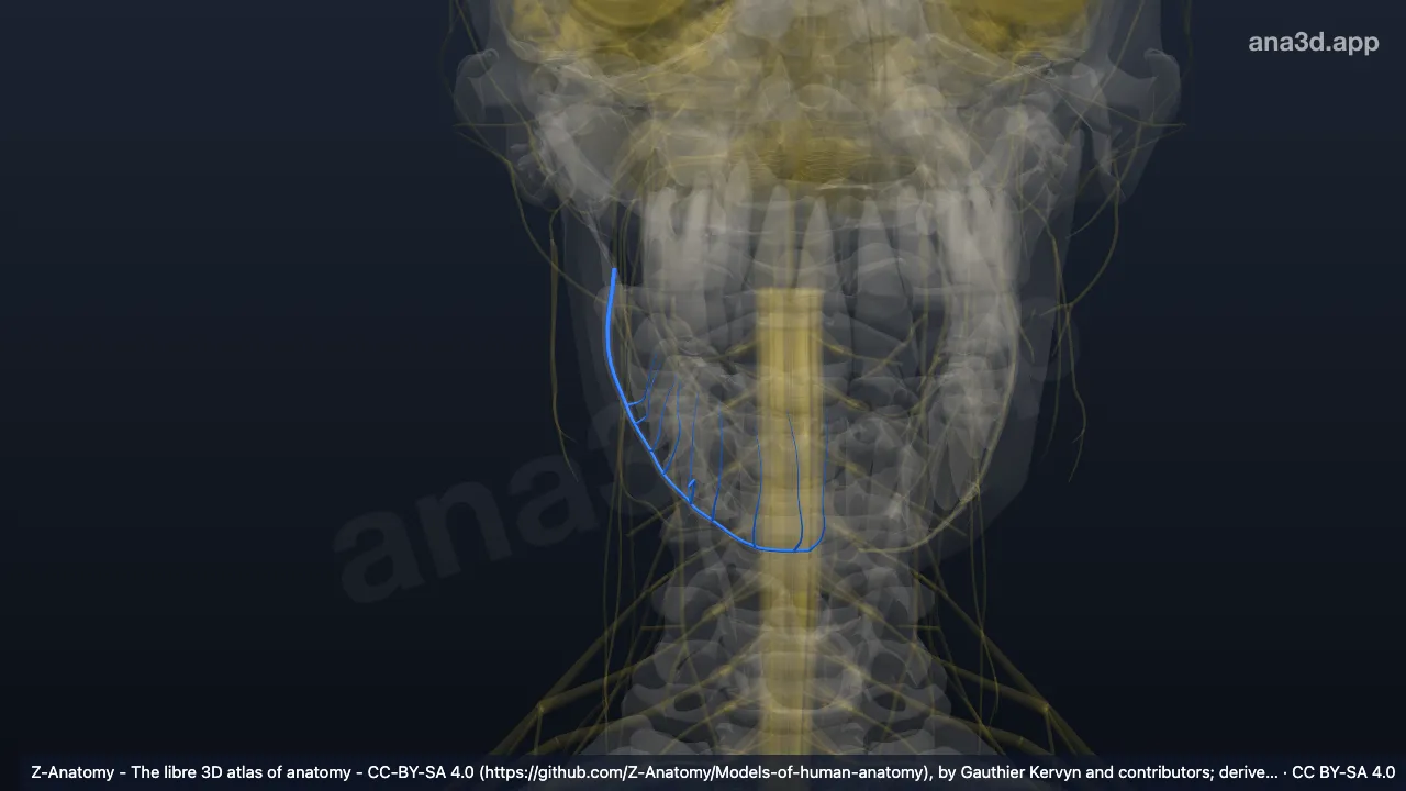 3D model: right inferior alveolar nerve