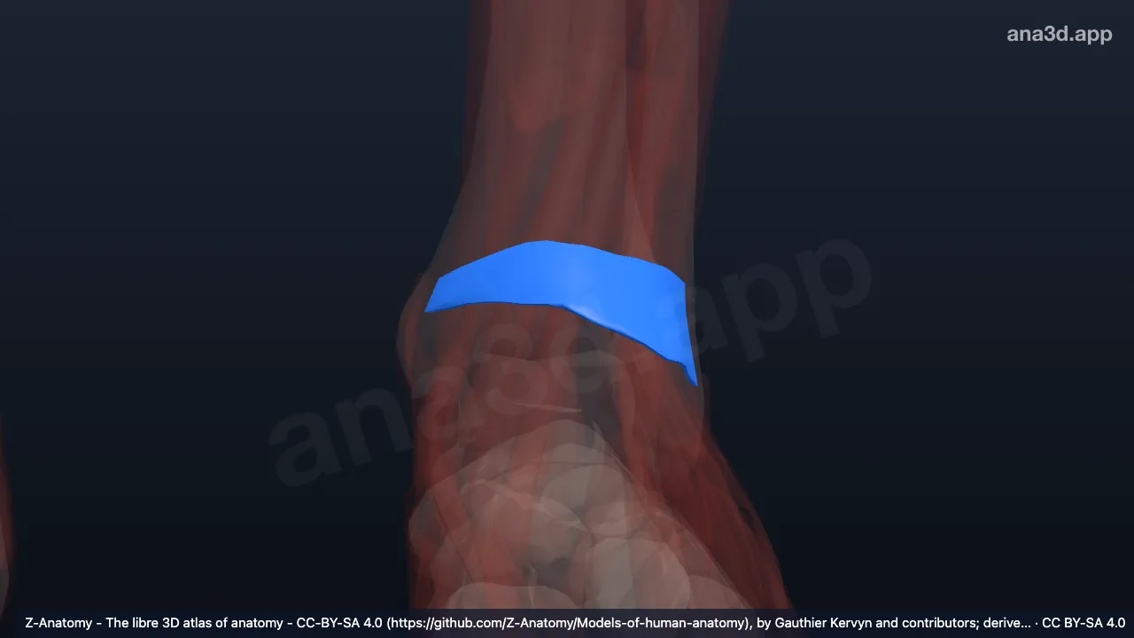 Modèle 3D : Rétinaculum inférieur des extenseurs gauche