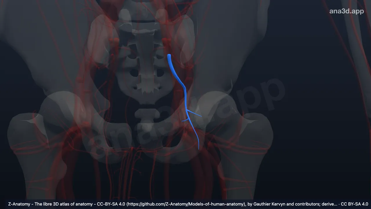 Modelo 3D: Arteria glútea inferior izquierda