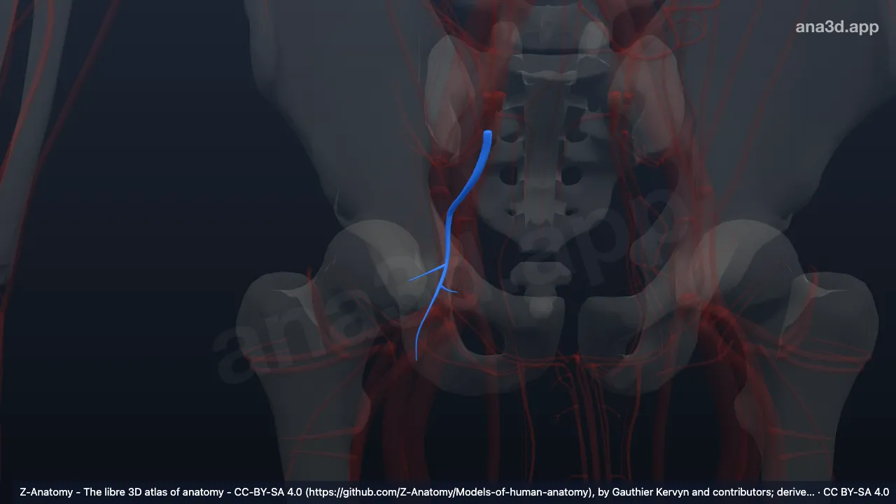 Modelo 3D: Arteria glútea inferior derecha
