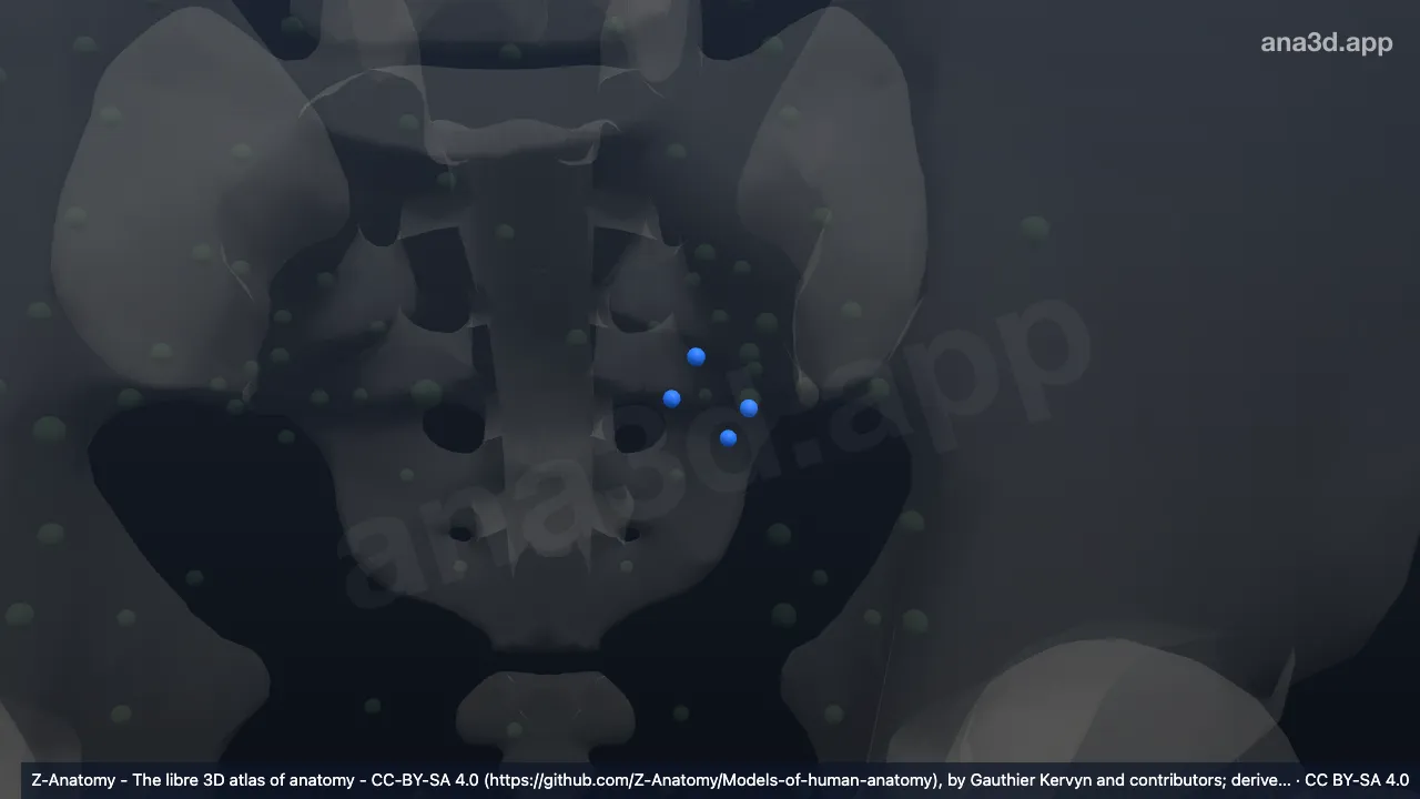 3D-Modell: Linke Nodi lymphoidei gluteales inferiores