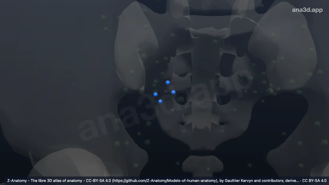 3D 模型：右臀下淋巴结