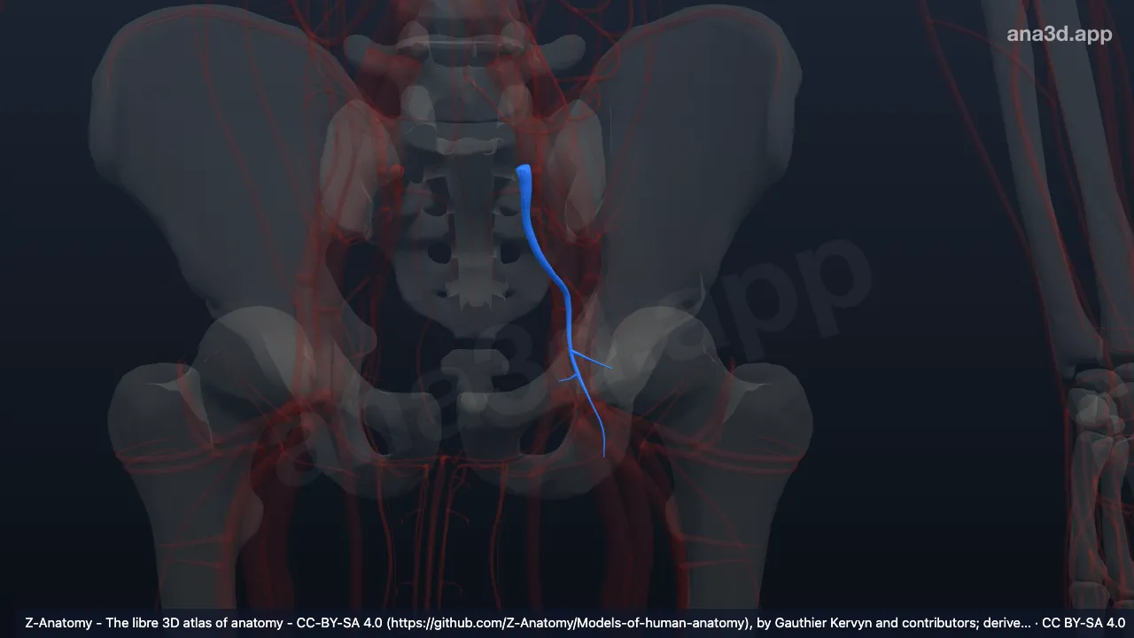 Mô hình 3D: Các tĩnh mạch mông dưới trái