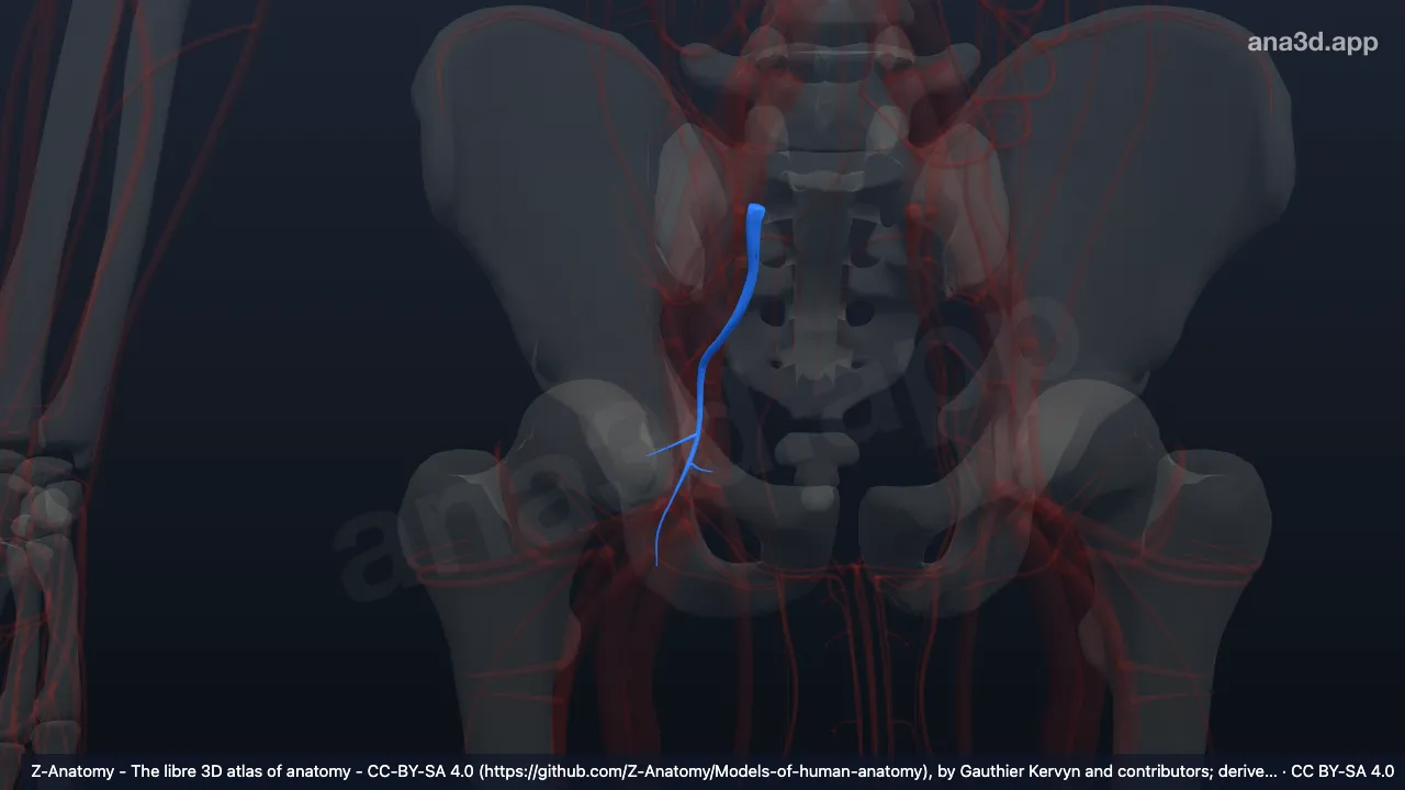 Mô hình 3D: Các tĩnh mạch mông dưới phải