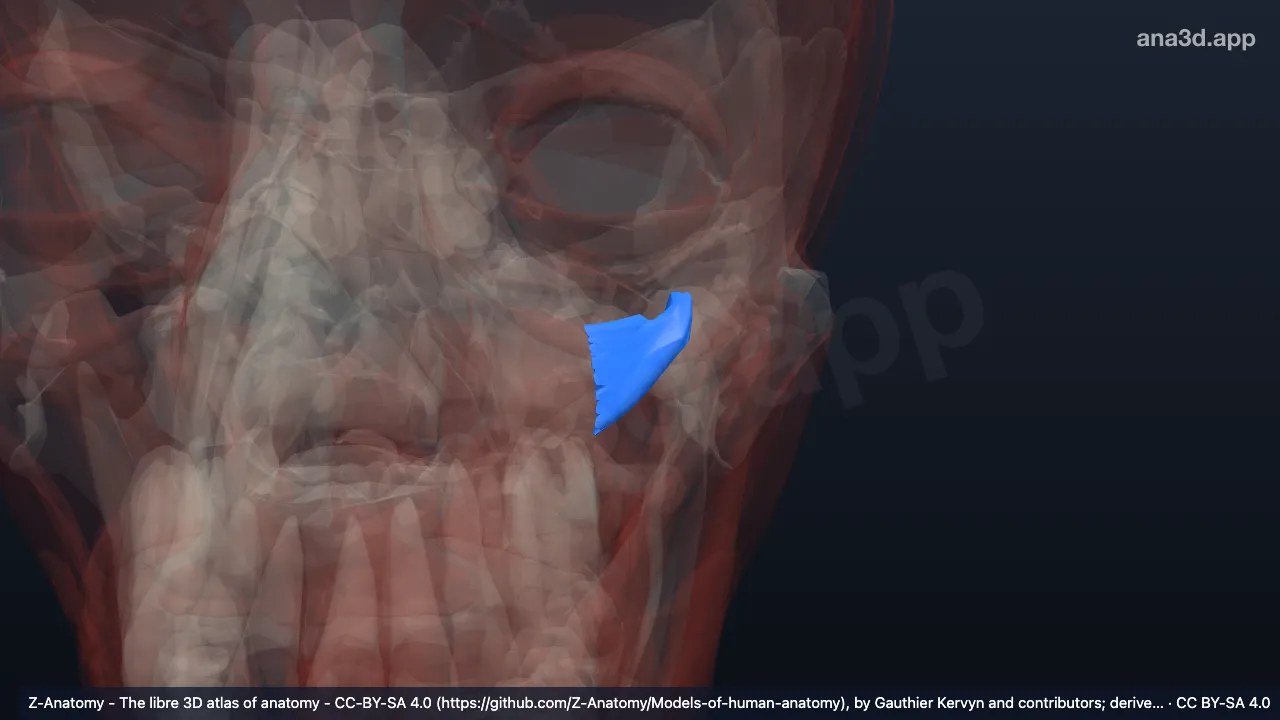 Modelo 3D: Cabeça inferior do músculo pterigóideo lateral esquerdo