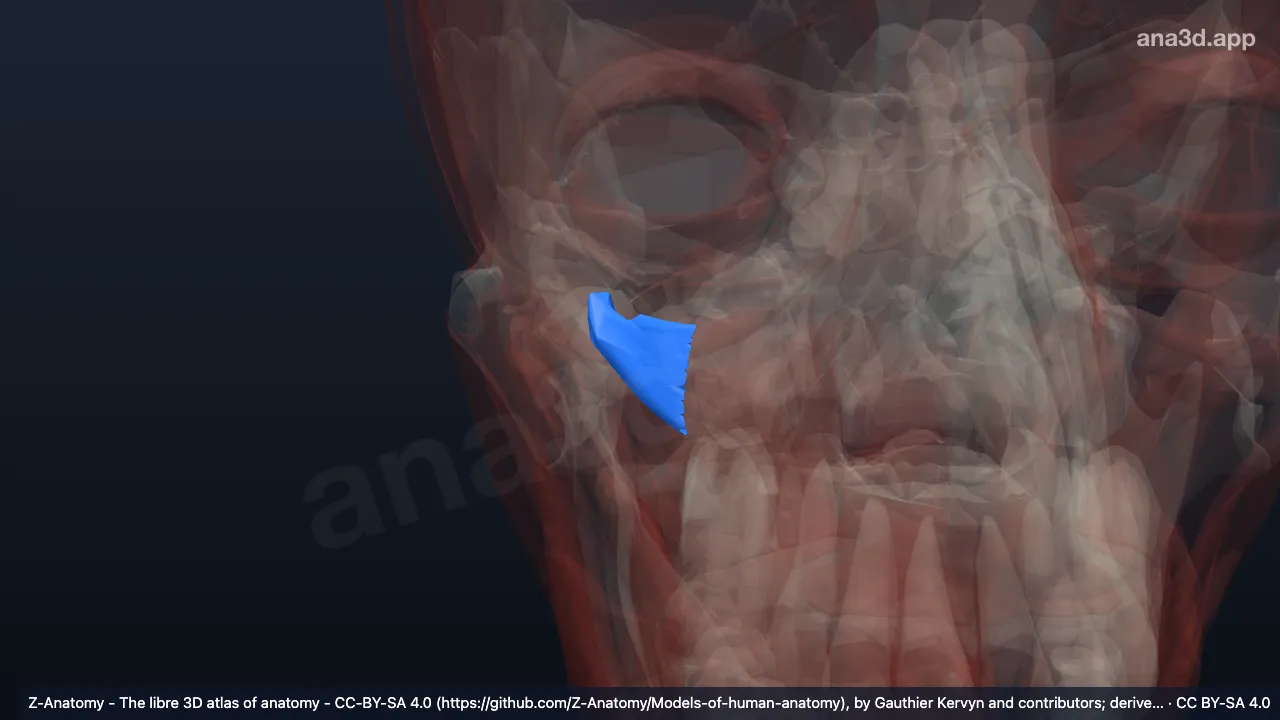 Modelo 3D: Cabeça inferior do músculo pterigóideo lateral direito