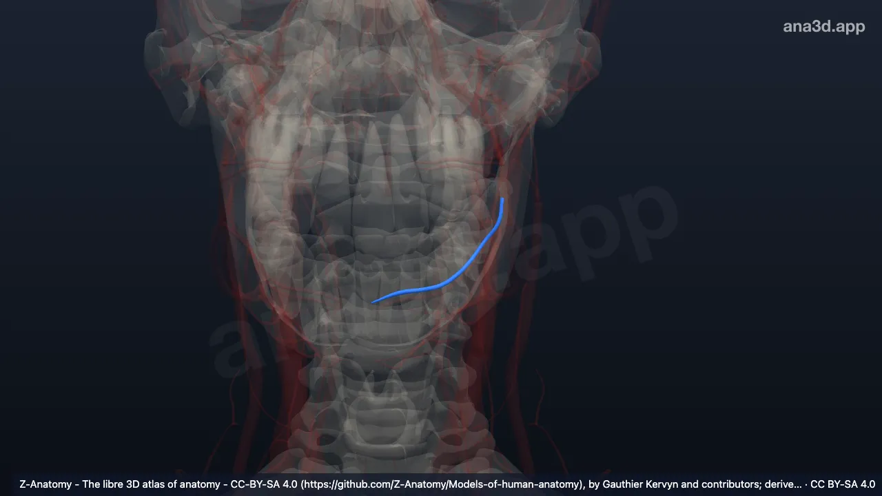 Modelo 3D: Arteria labial inferior izquierda