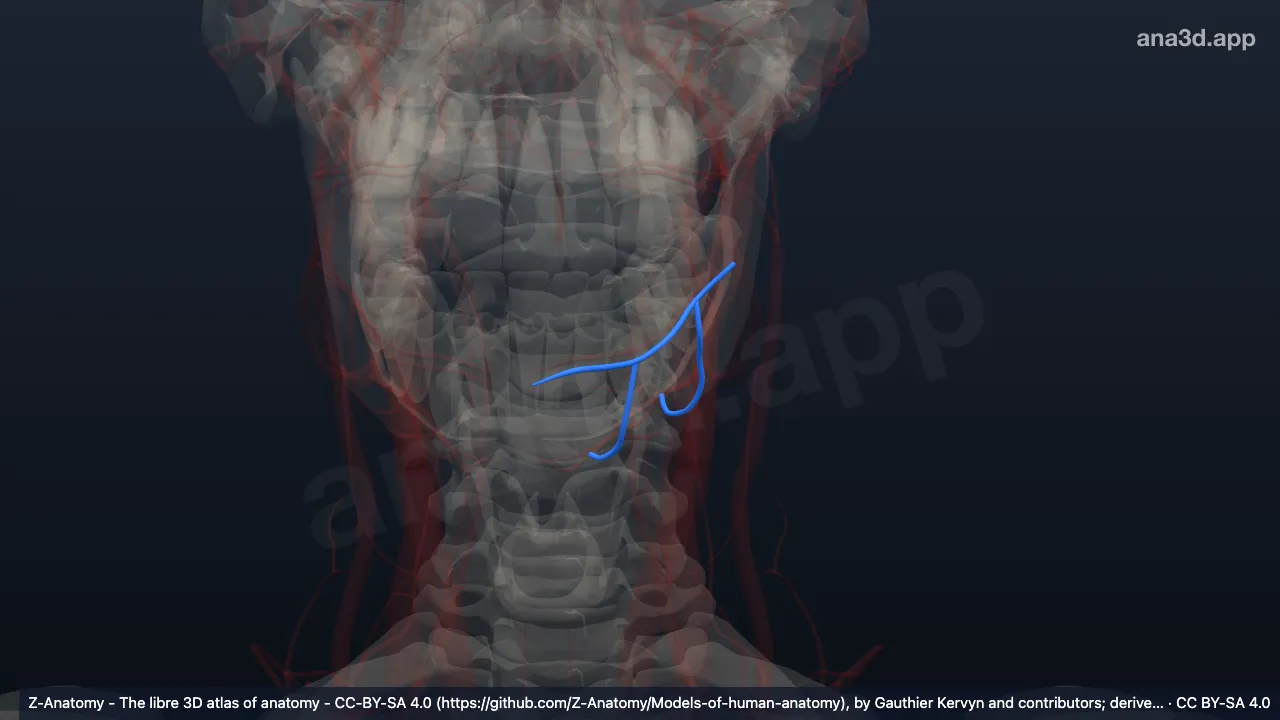 3D model: left inferior labial veins