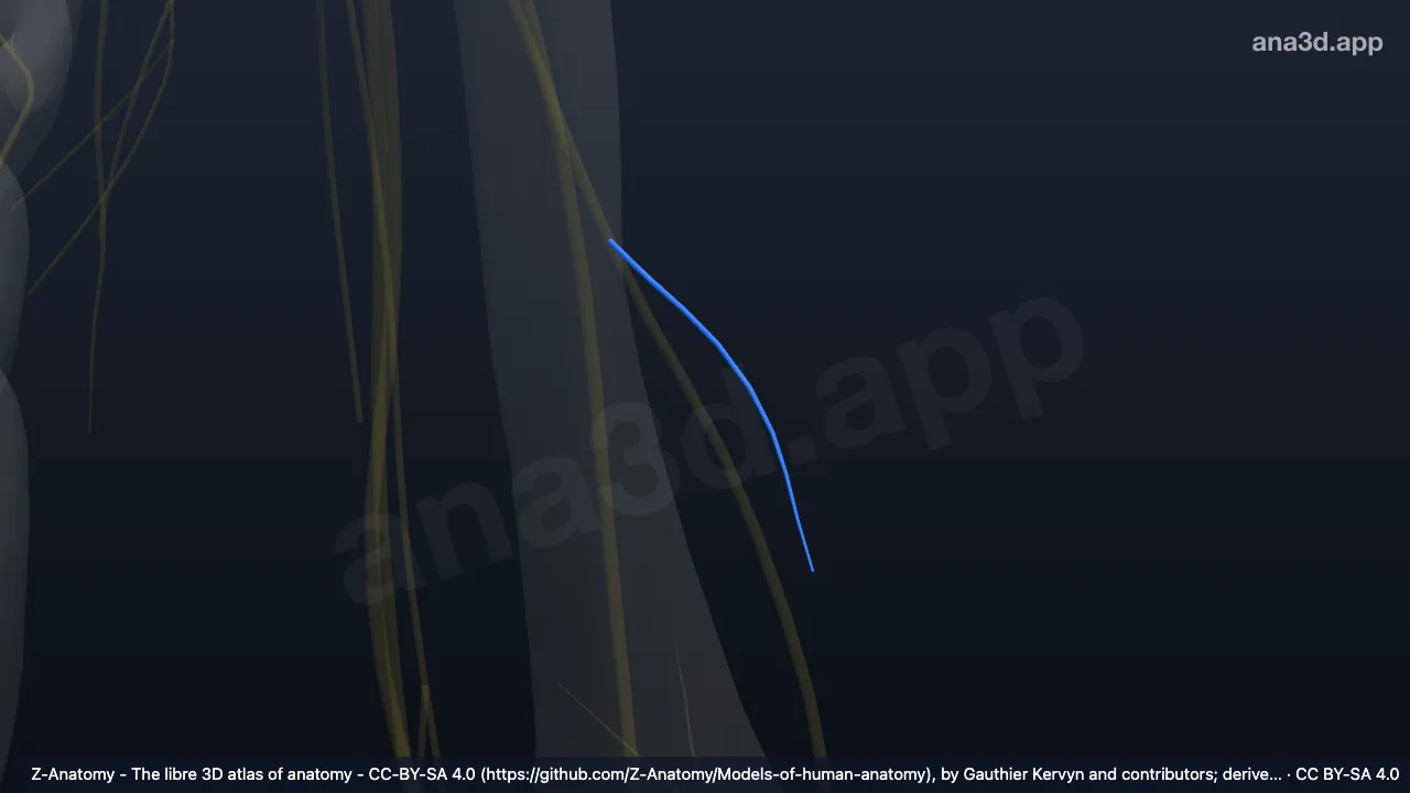 3D model: left inferior lateral brachial cutaneous nerve