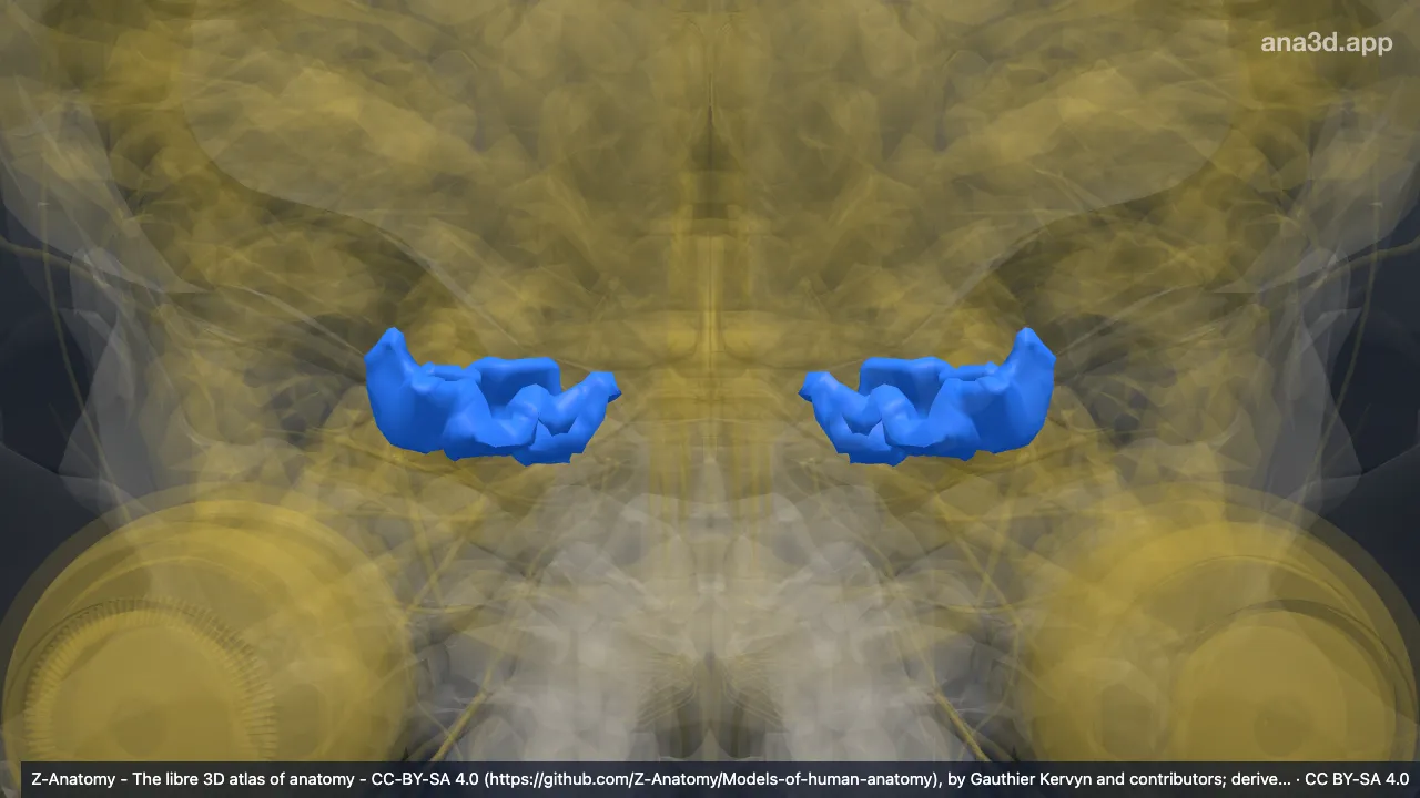 3D-Modell: Gyrus occipitalis inferior und Sulcus occipitalis inferior