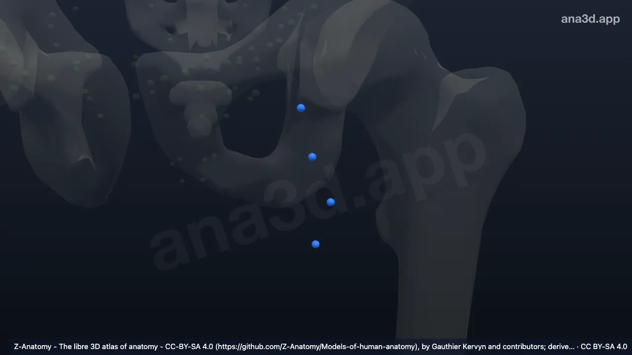 3D model: left inferior superficial inguinal nodes