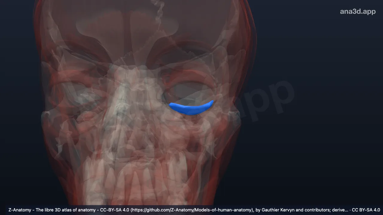 3D-Modell: Linker Tarsus inferior