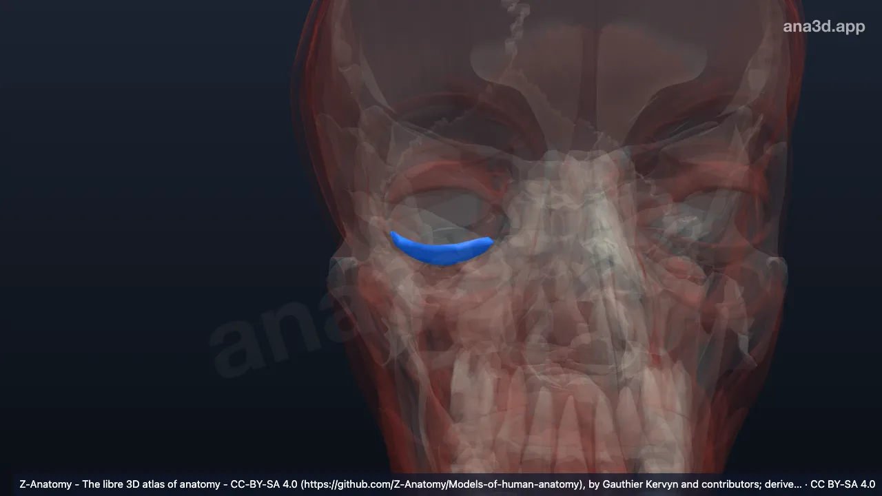3D model: right inferior tarsus