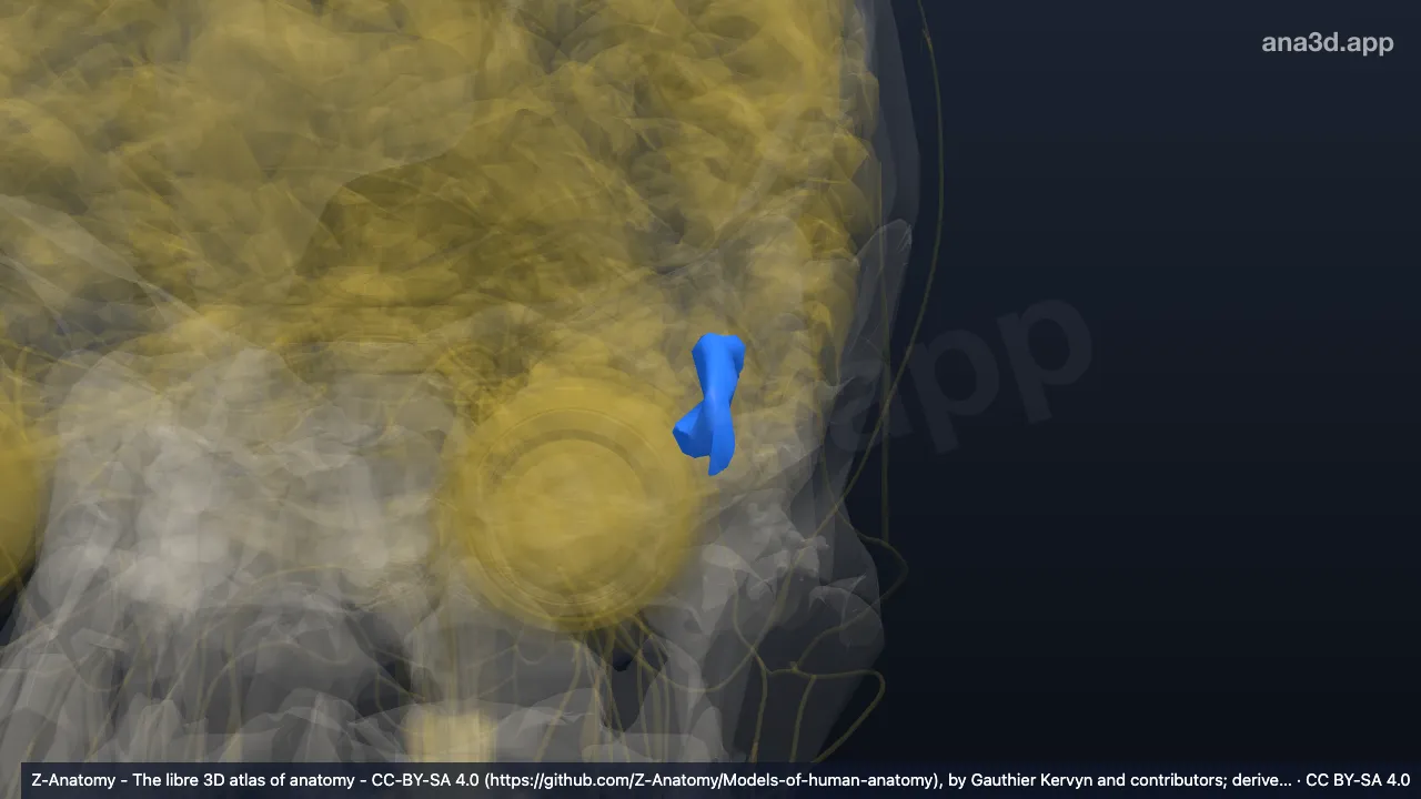 3D model: left inferior temporal sulcus