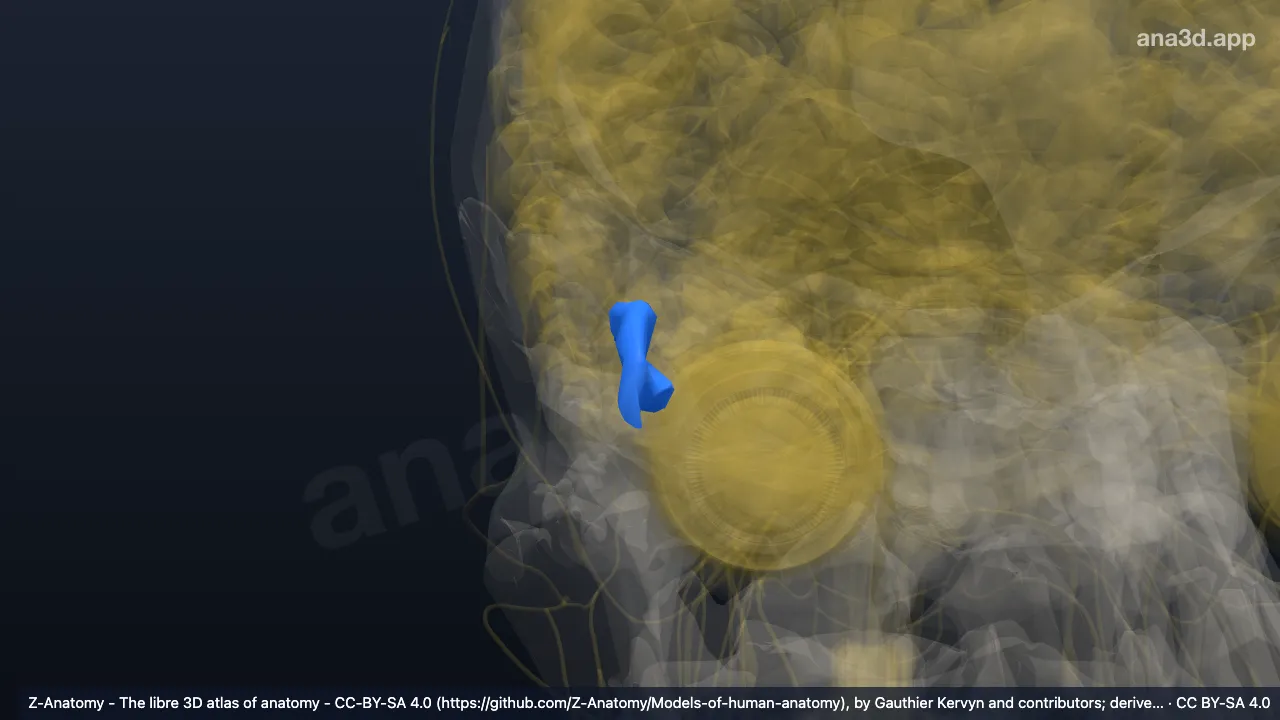 3D model: right inferior temporal sulcus