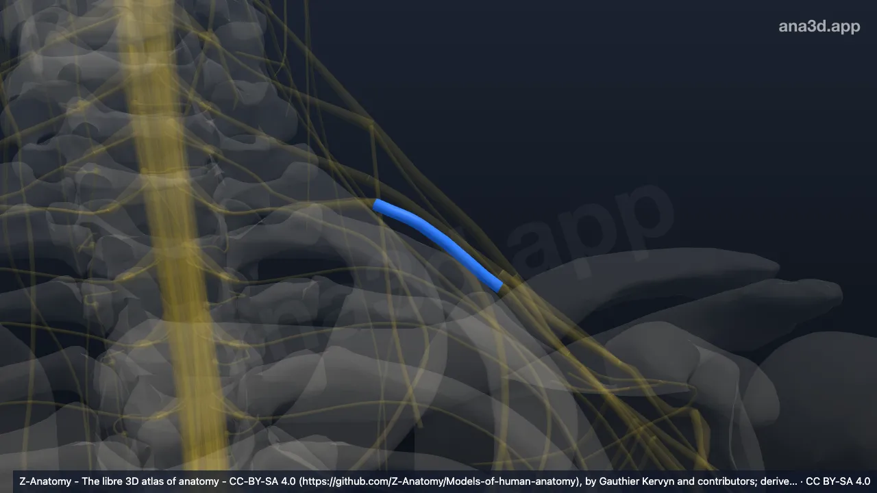3D model: left inferior trunk of brachial plexus