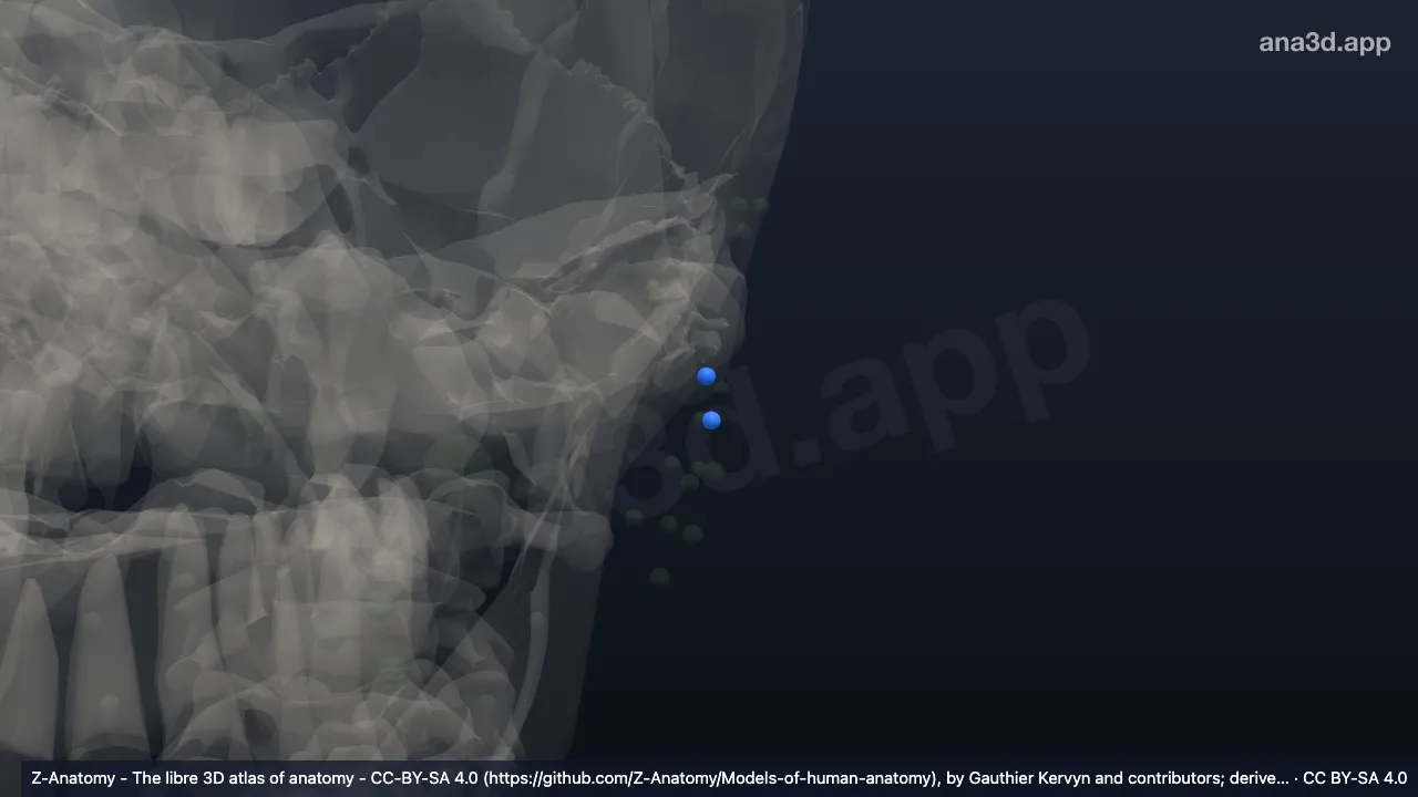 3D model: left infra-auricular nodes