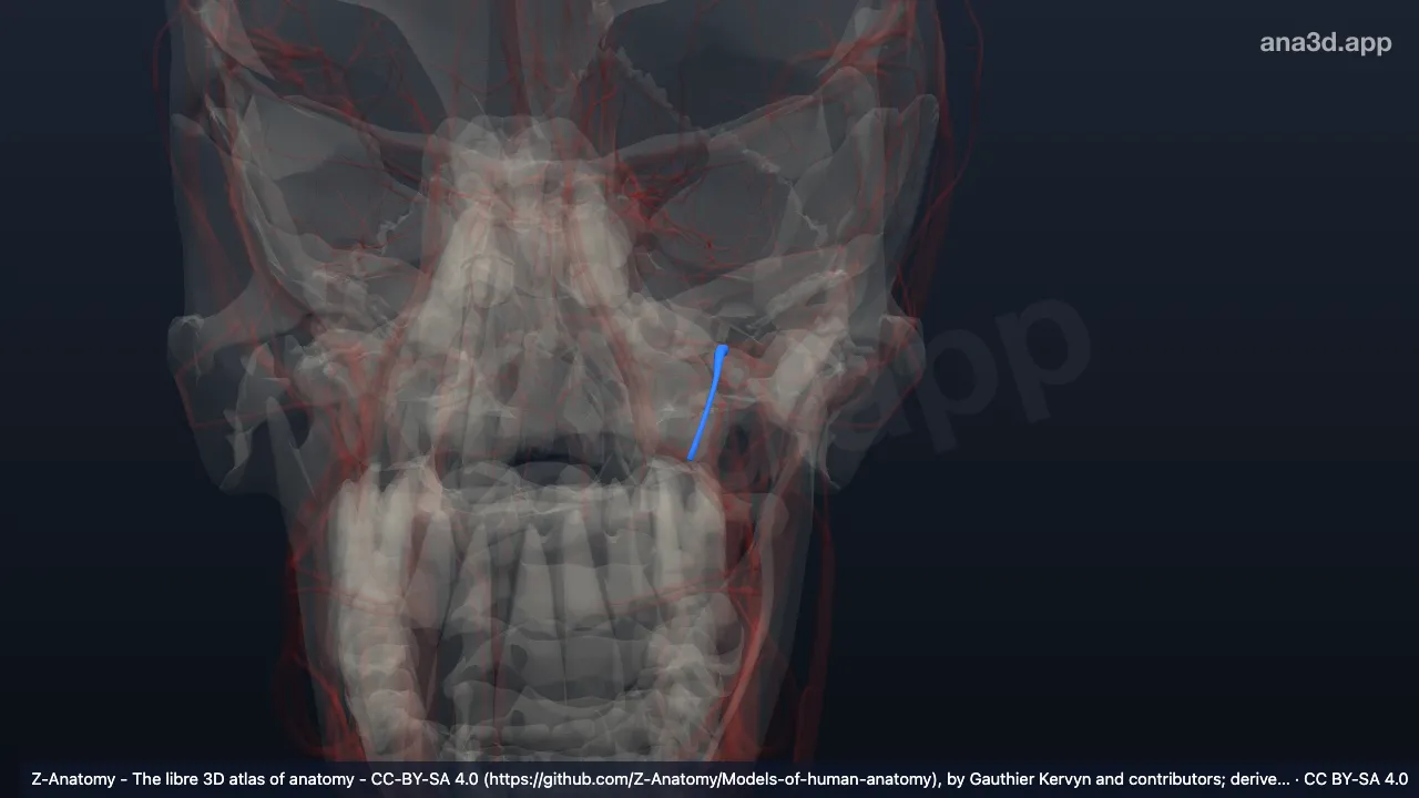 Modelo 3D: Arteria infraorbitaria izquierda
