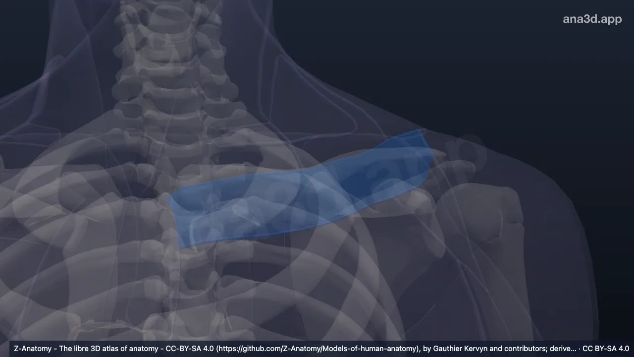 Modelo 3D: Fossa infraclavicular esquerda
