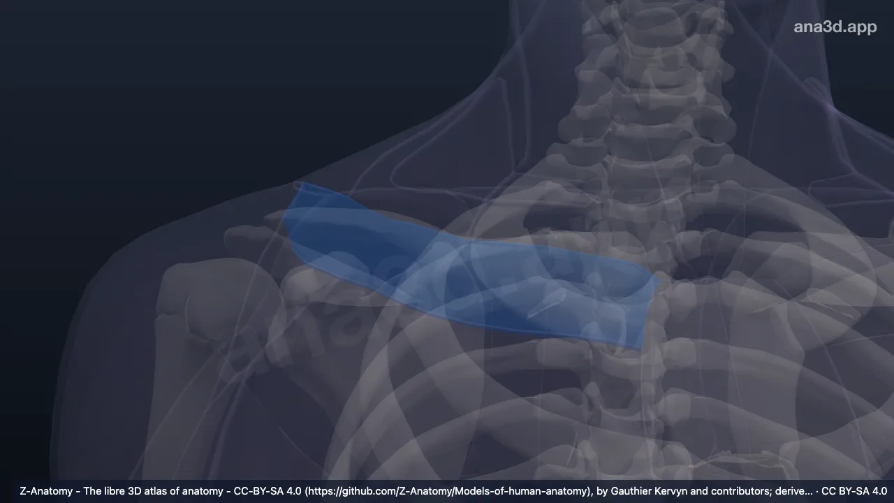 Modelo 3D: Fosa infraclavicular derecha
