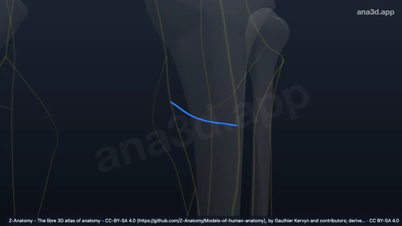 Modèle 3D : Branche infrapatellaire du nerf saphène gauche