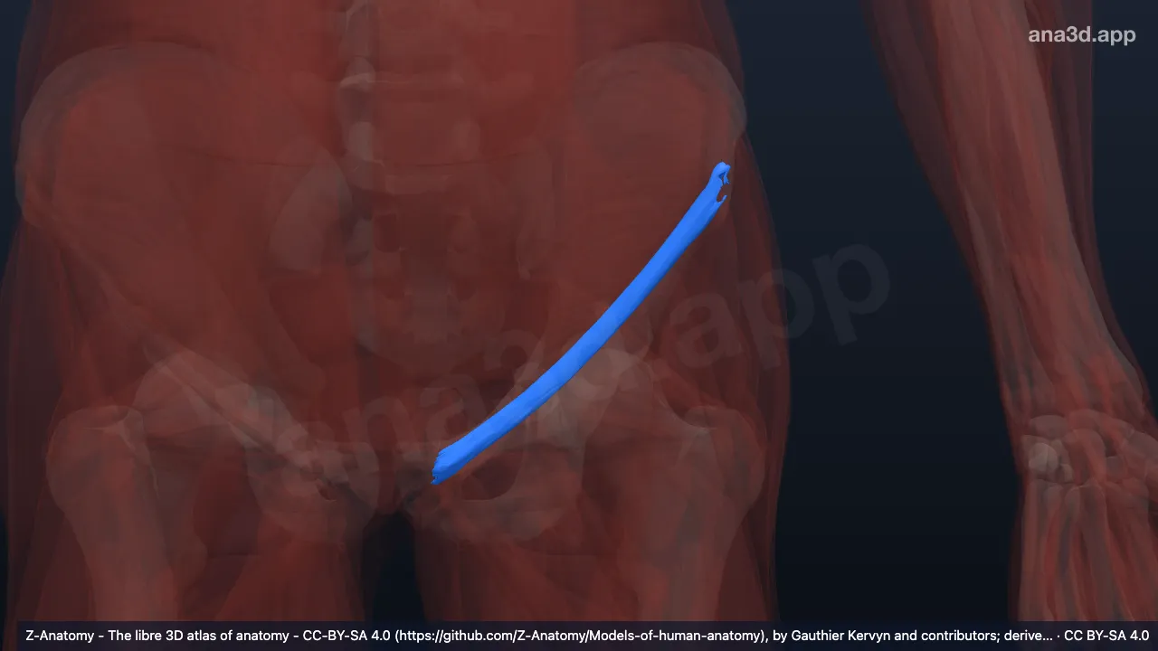 3D model: left inguinal ligament