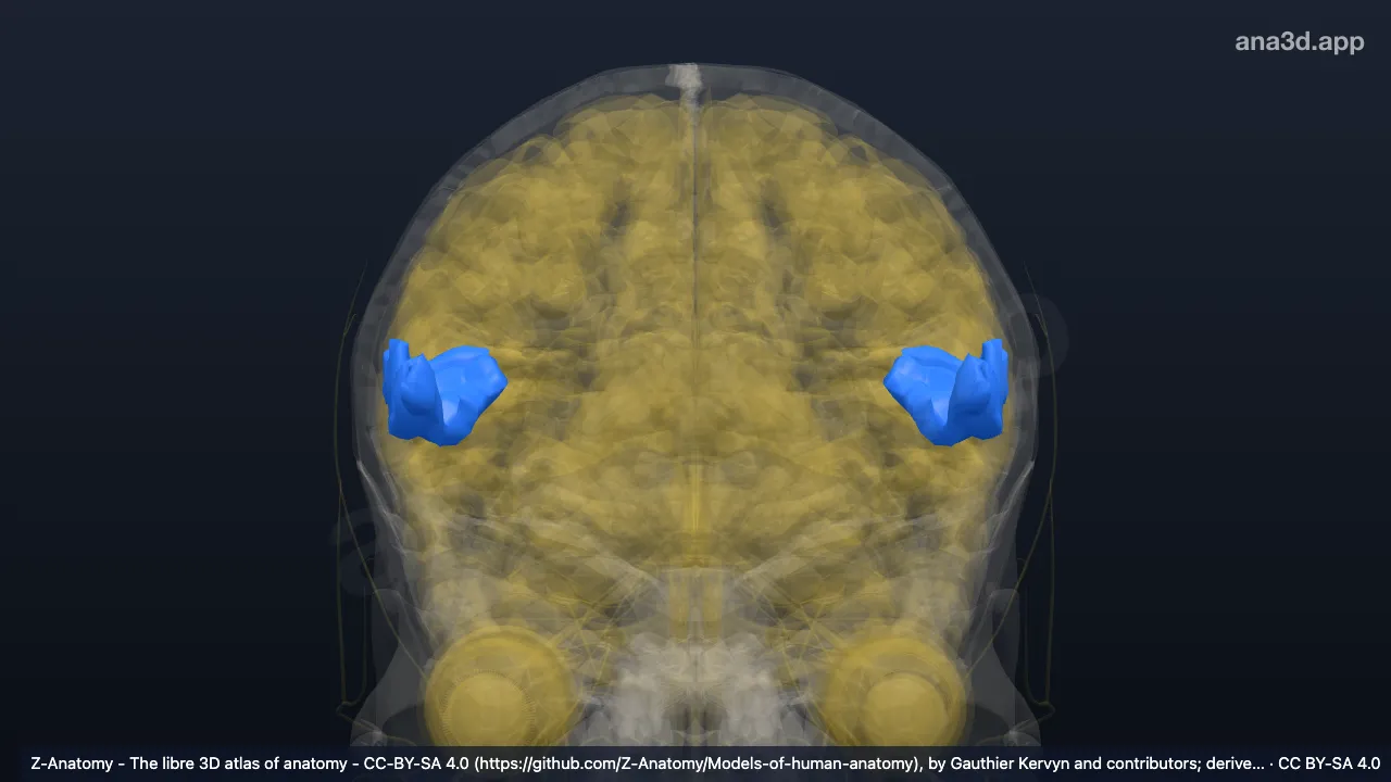 3D model: insula (Subcentral gyrus and ant. and post. sulci*)