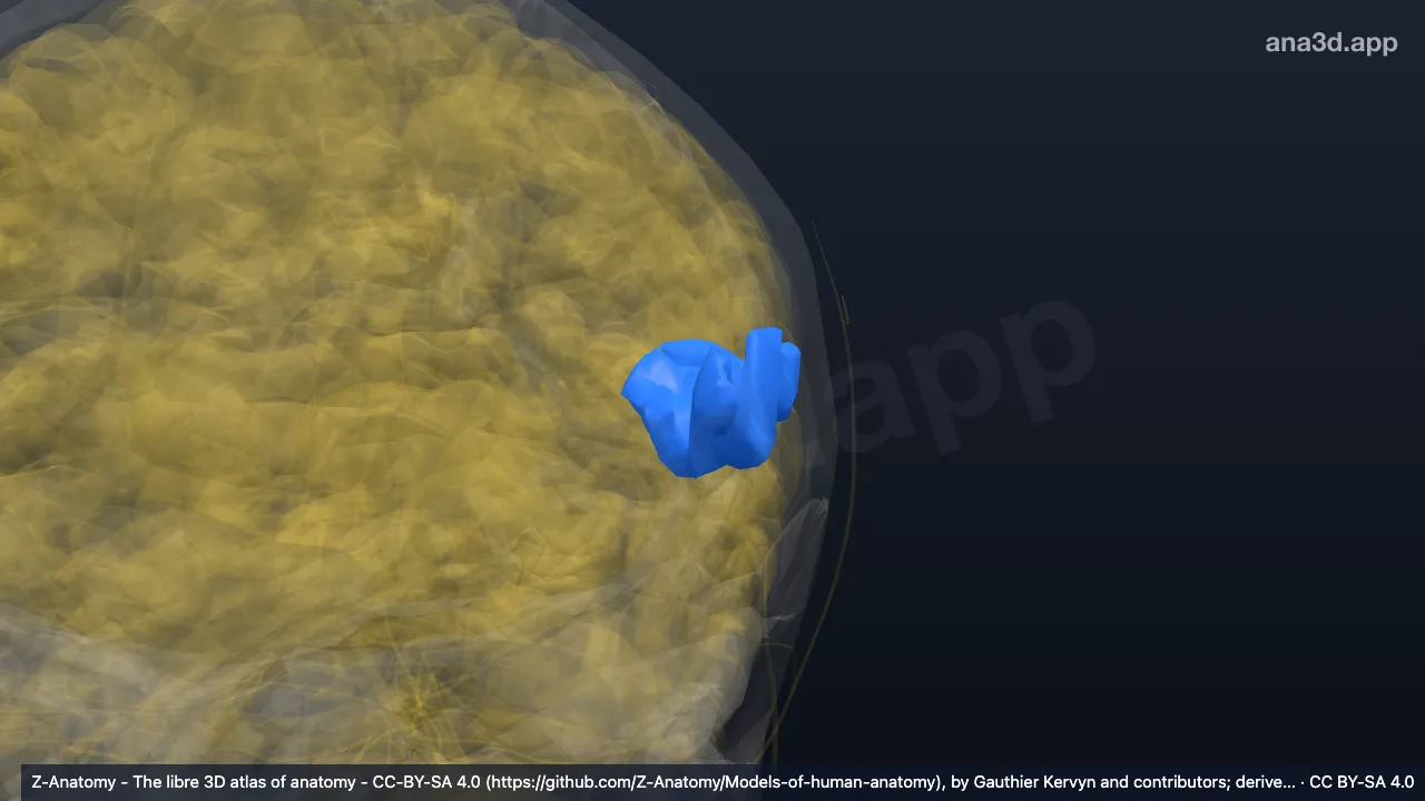 3D-Modell: Linke Inselrinde (Gyrus subcentralis sowie vorderer und hinterer Sulcus*)