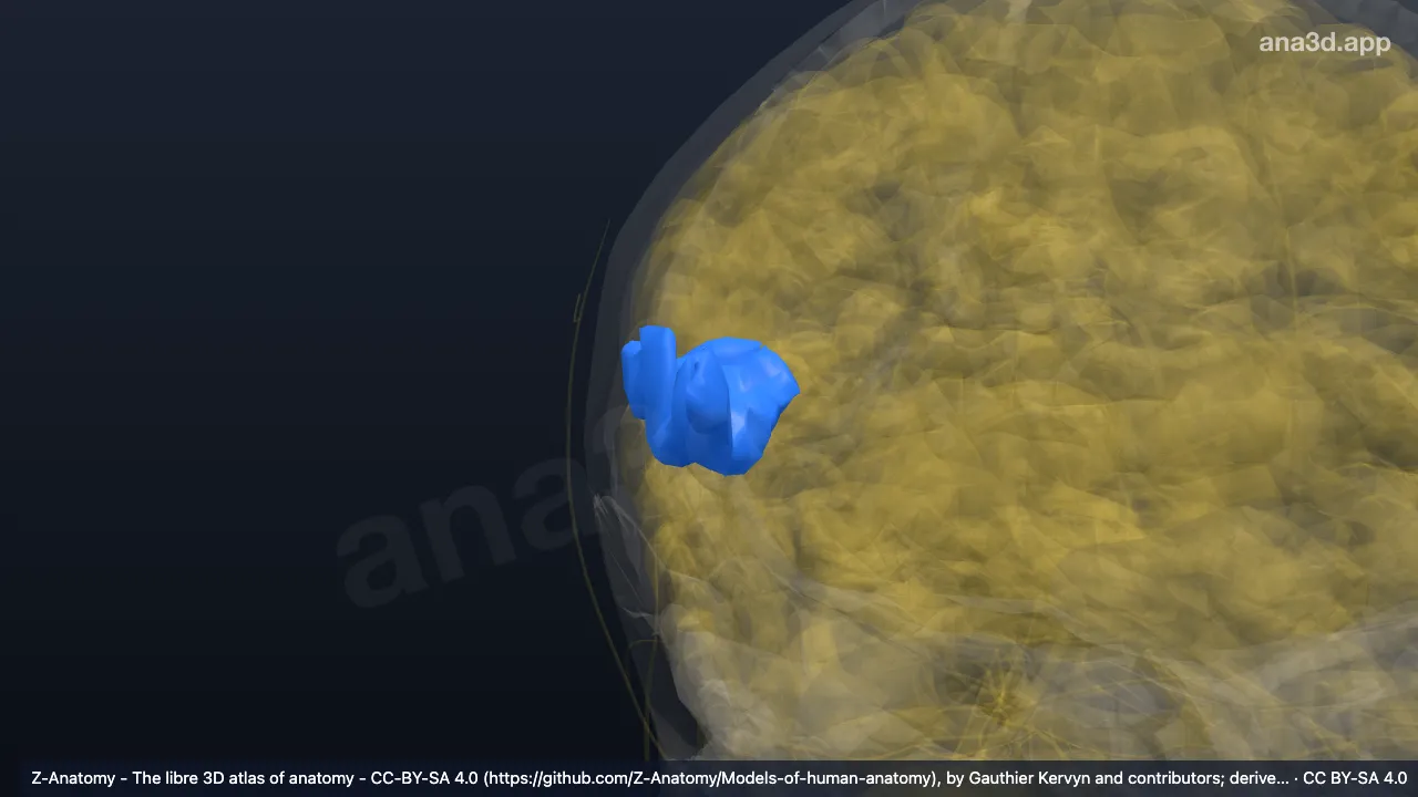 Modelo 3D: Ínsula direita (giro subcentral e sulcos ant. e post.*)