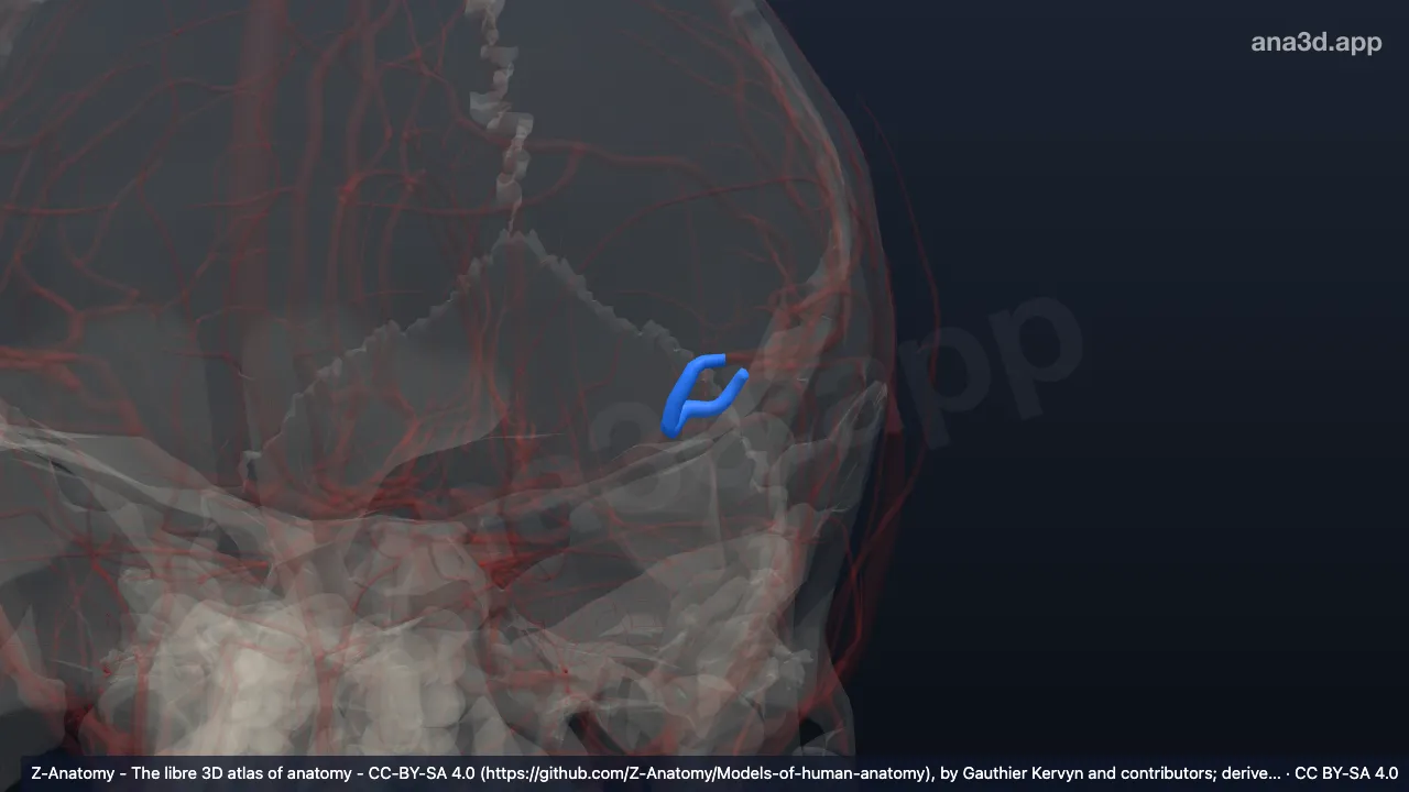 3D 模型：左大脑中动脉岛支(M2段)