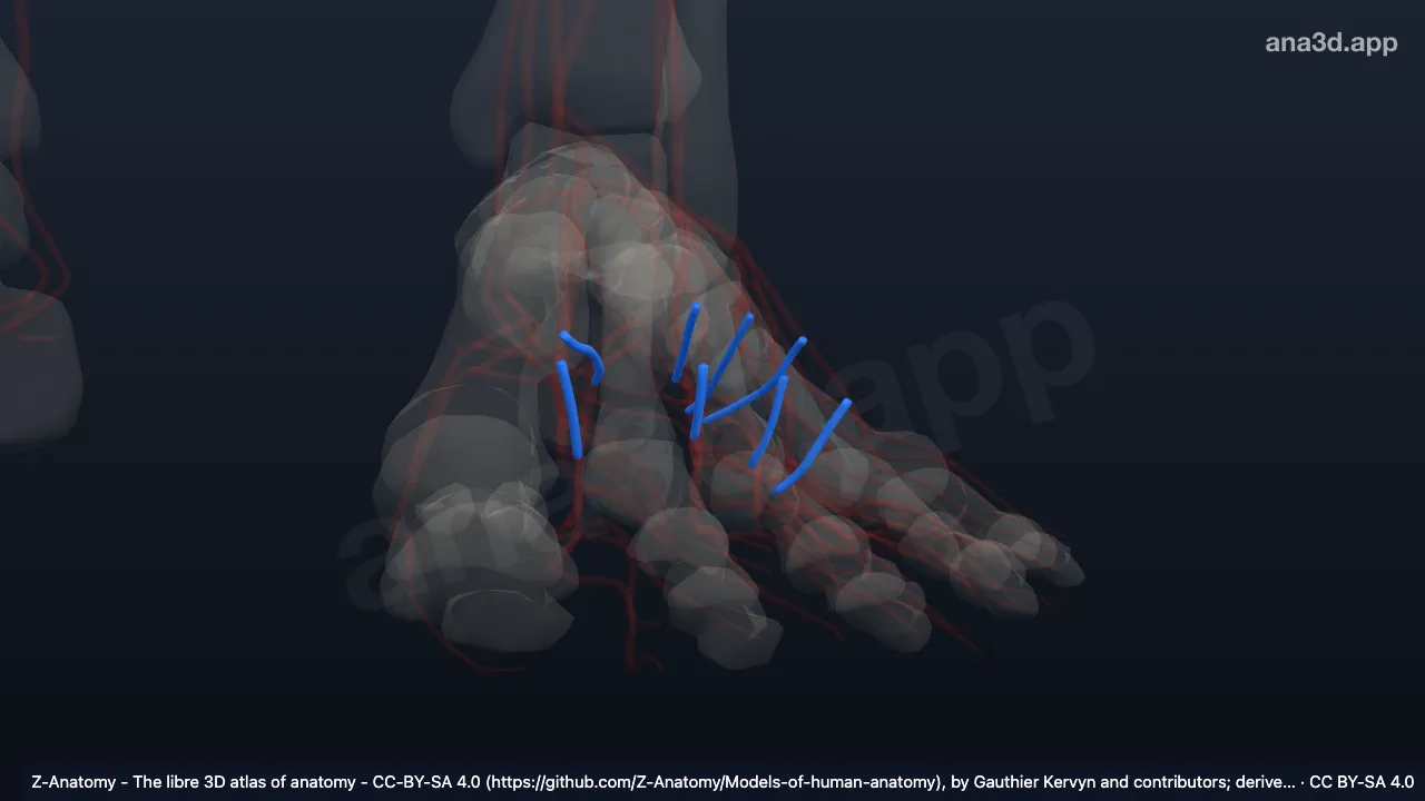3D model: left intercapitular veins of foot