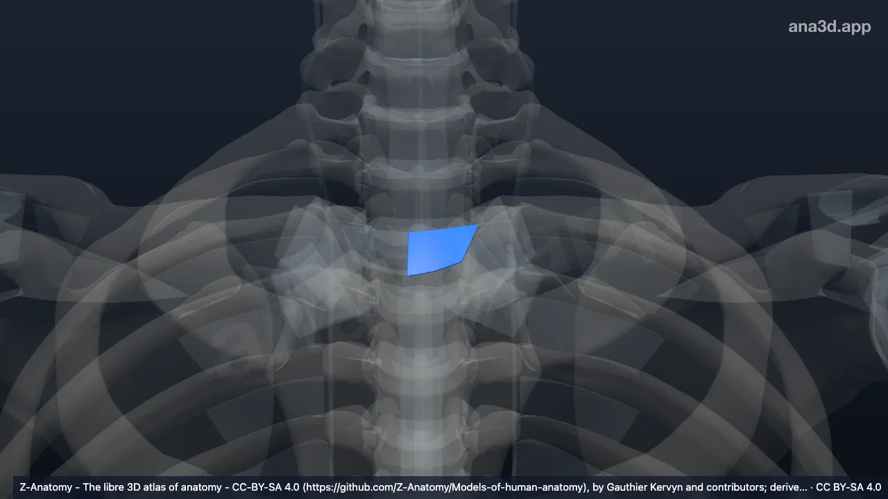 Modelo 3D: Ligamento interclavicular esquerdo