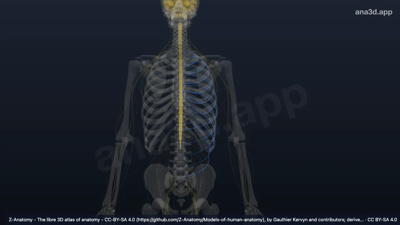 Model 3D: Saraf interkostalis kiri
