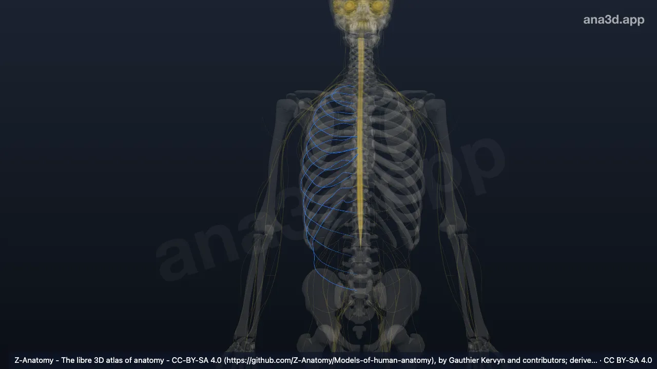 Modelo 3D: Nervios intercostales derechos