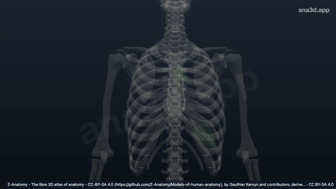 Model 3D: Kelenjar getah bening interkostalis kanan