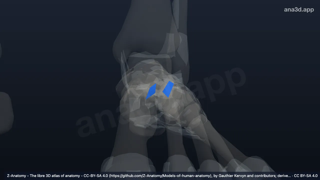 3D model: left intercuneiform interosseous ligaments