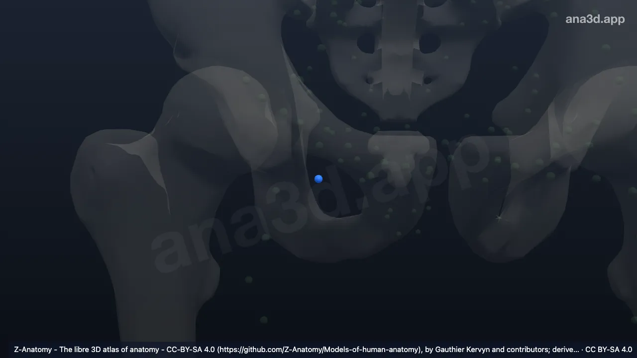 Model 3D: Kelenjar getah bening inguinalis profunda intermedia kanan