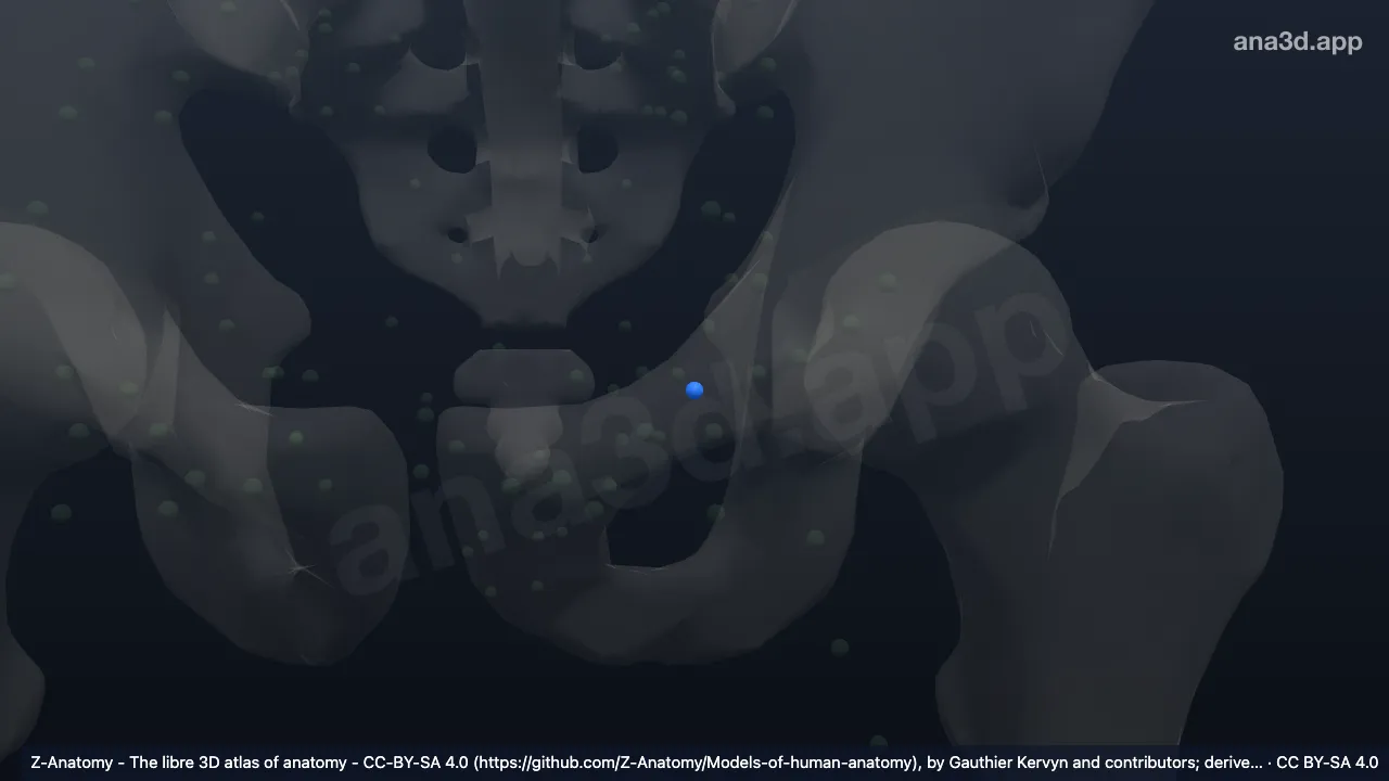 3D model: left (Intermediate lacunar node)