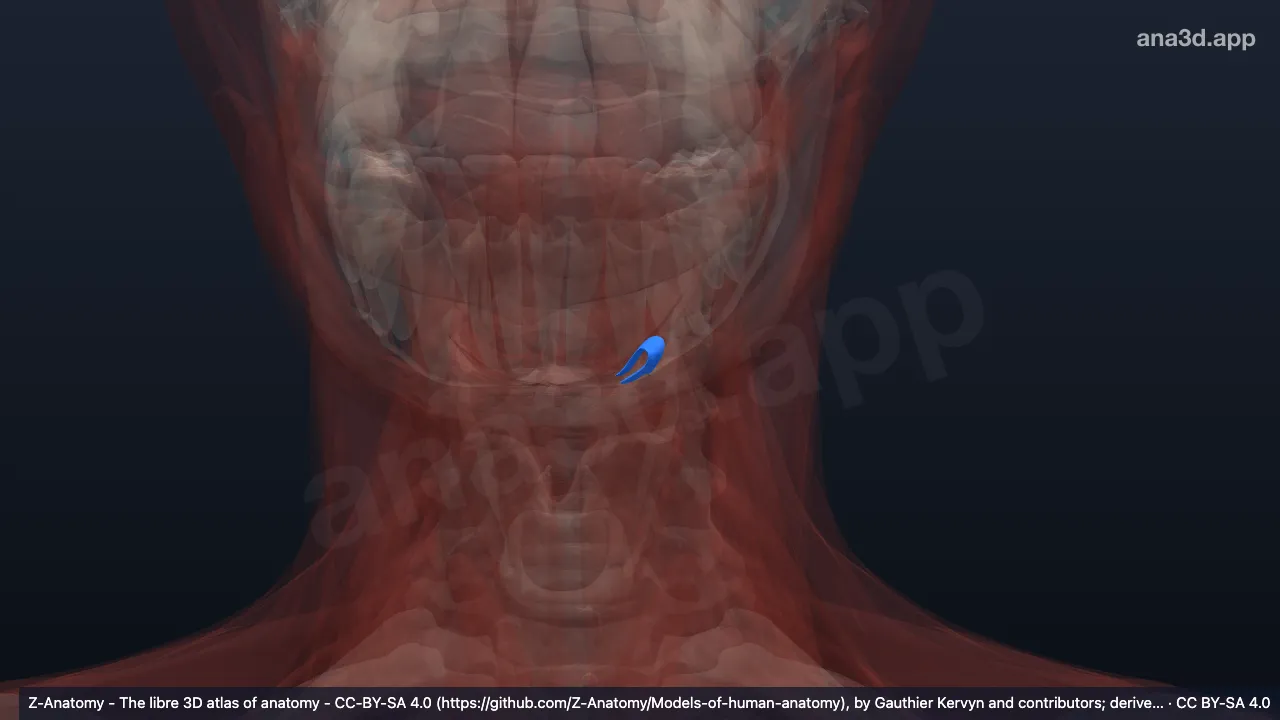 3D model: left intermediate tendon of digastric muscle