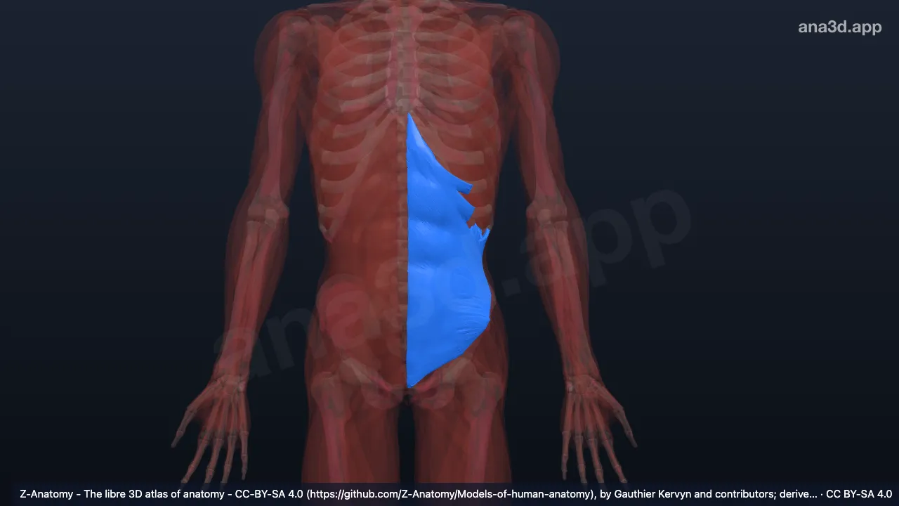 3Dモデル:左内腹斜筋