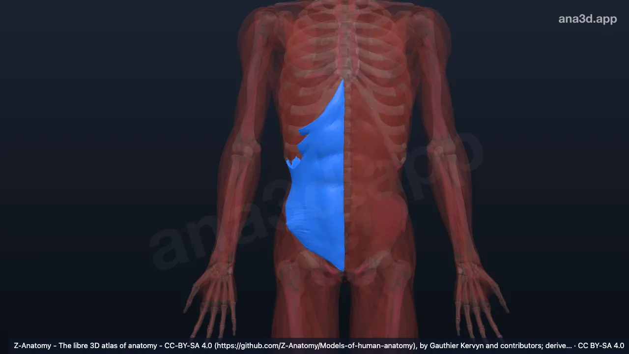 3Dモデル:右内腹斜筋