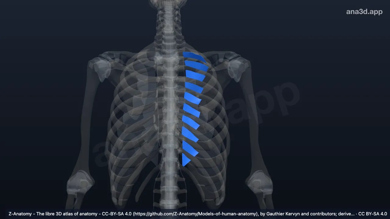3D model: left internal intercostal membrane