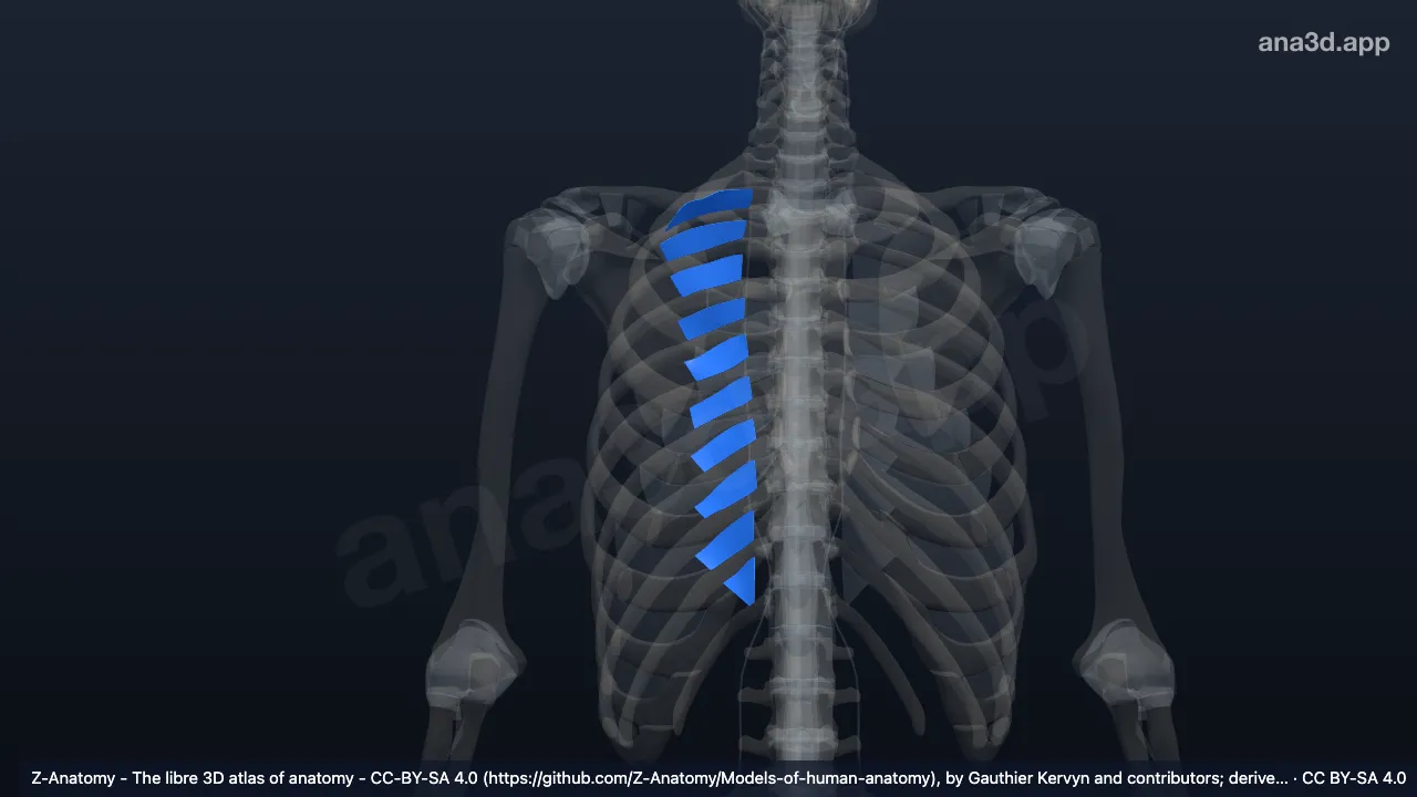 3D model: right internal intercostal membrane