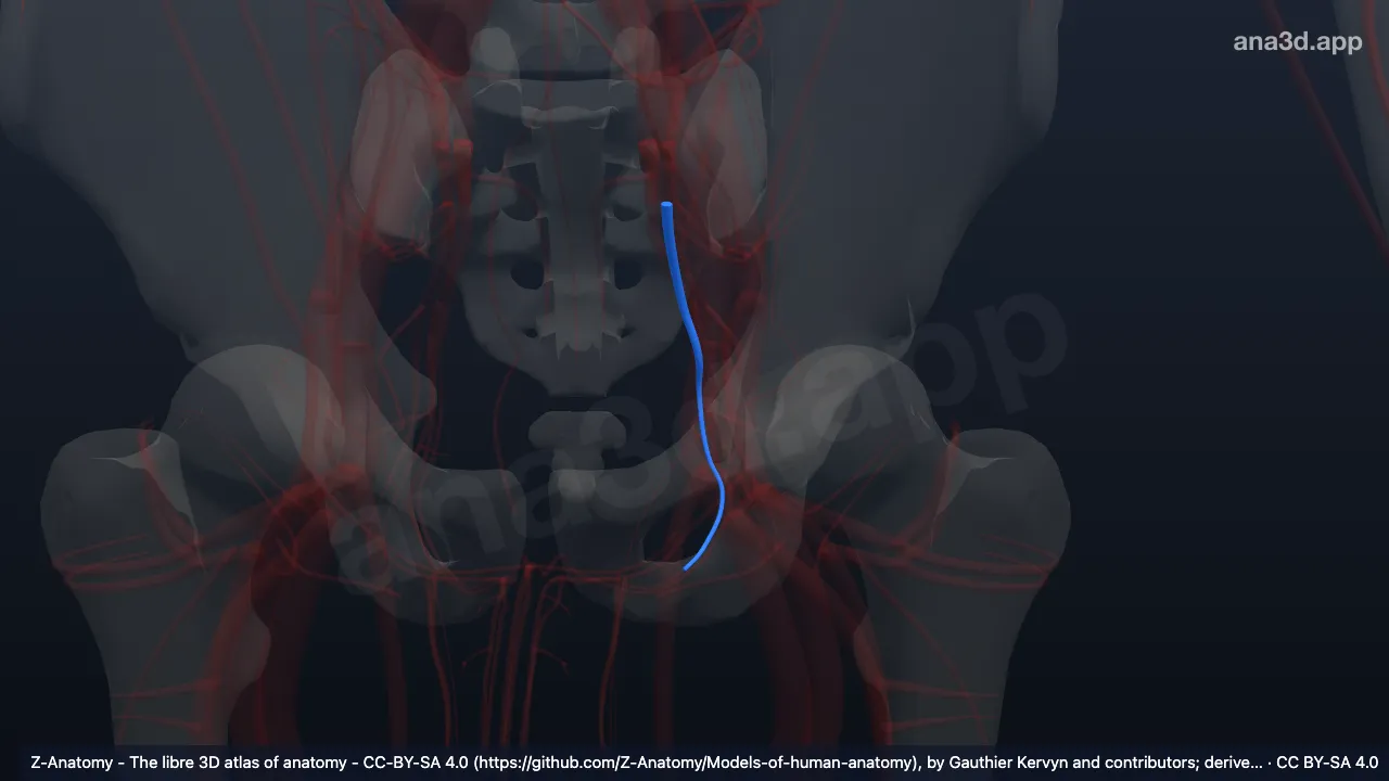 Modèle 3D : Artère pudendale interne gauche